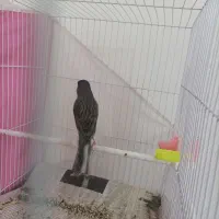 قناری سوپر کشیده بلند مستخون