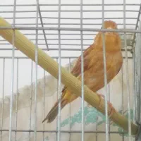قناری نر*دوسبداری*شیرازی*گرینچیک‌قناری تعویض|پرنده|شیراز, شهرک گلستان|دیوار