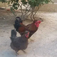 مرغ وخروس