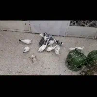 کفتر پرشی خوب