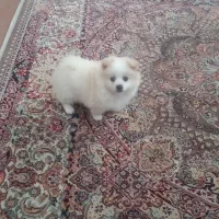 سگ پامرخانگی