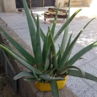 فروش الوئه ورا|گل و گیاه طبیعی|ایلام, |دیوار