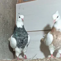 کبوتر طوقی فروشی|پرنده|لاهیجان, حزین|دیوار