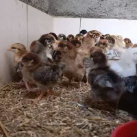 جوجه اصلاح نژاد گلپایگانی بیس روزه