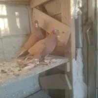 ساری  آغ قویروخ|پرنده|باسمنج, |دیوار