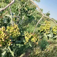 تراکتورفیات وگلدونی