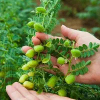 واگذاری زمین دیم برای کشت نخود