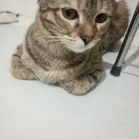 گربه نژاد دار