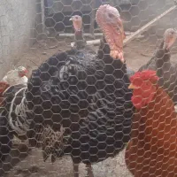 خروس وبوقلمون اورگانیک درشت