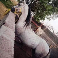 اسب|اسب و تجهیزات اسب‌سواری|خواف, |دیوار