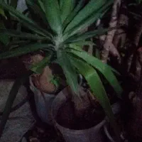 فروش  بنجامین ابلغ  و بلک  و یوکا  تنه دار .رخ زده|گل و گیاه طبیعی|نشتارود, |دیوار