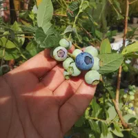 درختچه بلوبری