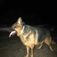 فروش فوری ژرمن بلک اصل