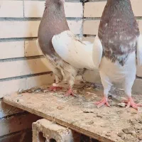 کله ای و طوقی