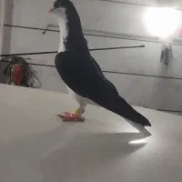 کبوتر|پرنده|قزوین, |دیوار