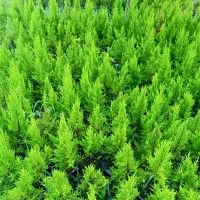 لافسون سطل ۳ کامیس سطل ده وهفت|عمدهفروشی|کتالم و سادات شهر, |دیوار