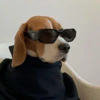 سگ گردانی - Pet sitter