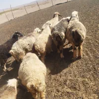 12راس میش بره دار وآبستن سنگین