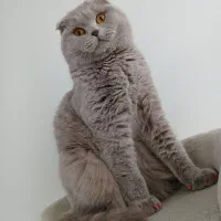 گربه بلاا شر سی(سر هر)
