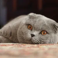 پانسیون نگهداری گربه و سگهای آپارتمانی آرام