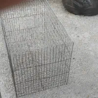 مرغ عشق دستی بالغ با قفس|پرنده|دوگنبدان, |دیوار