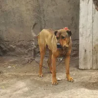توقا خان
