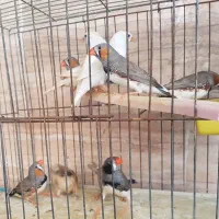 فنج|پرنده|بندرعباس, |دیوار