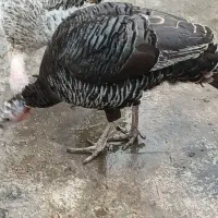 بوقلمون مادر