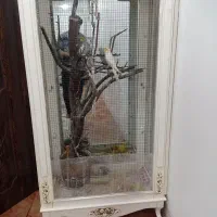 بوفه برای قفس پرنده