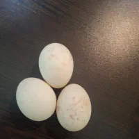تخم اردک