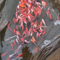 بزرگترین مجموعه (ماهی قرمز) در استان قم