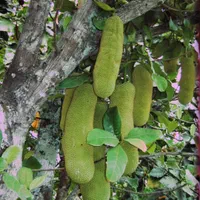 نهال های استوایی، گرمسیری و نیمه گرمسیری|حراج|بندرعباس, |دیوار