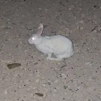 فروش  خرگوش