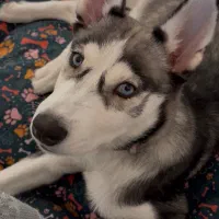 واگذاری  هاسکی