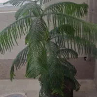 کاج مطبق