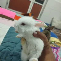 خرگوش خانگی لوپی