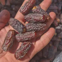 عرضه و تامین پیارم کوهستان صادراتی