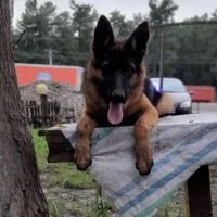 ژرمن.نر۶ماه.ماده ۹ماه|سگ|سنگر, |دیوار