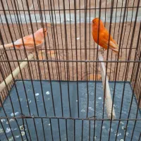 فروش قناری اورجینال .|پرنده|بندر ماهشهر, |دیوار