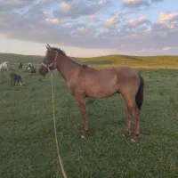 اسب اصیل ترکمن