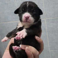 واگزاری سگ بیت بول