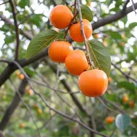 فقط امروز هدیه ویژه برای هر سفارش نــهال|خدمات باغبانی و درختکاری|فسا, |دیوار