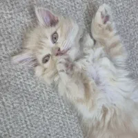 پرشین دو ماهه