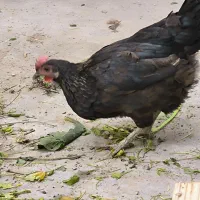 مرغ وخروس دونه ای ۳۹۰|حیوانات مزرعه|چمران, |دیوار