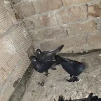 کفتر|پرنده|تبریز, |دیوار