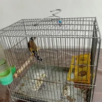 سهره دو ساله