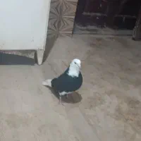 سه تاطوقی یک چیتی