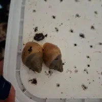 14عدد حلزونی یک ماهم سرحال بفروش می‌رسد.یکجا وتکی.