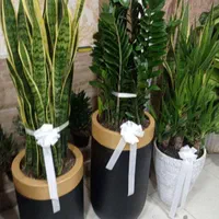 باغبانی هرسکاری سمپاش تعویض خاک گلدان باغچه کوددهی|خدمات باغبانی و درختکاری|تهران, نیروی هوایی (پیروزی)|دیوار