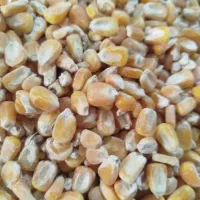 ذرت برزیل درجه 1